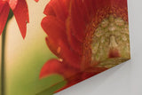 Sinus Art Wandbild 120x80cm Emotionale Nahaufnahme einer roten Gerbera mit schimmernden Tautropfen auf den Blütenblättern
