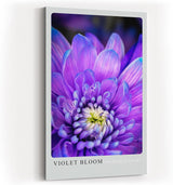 Paul Sinus Kunstdruck 40x60cm Violette Blüte in Nahaufnahme – florales Farbspiel in Lila und Weiß