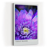Paul Sinus Kunstdruck 40x60cm Violette Blüte in Nahaufnahme – florales Farbspiel in Lila und Weiß