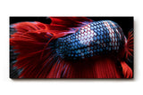 Sinus Art Wandbild 120x80cm Makroaufnahme eines Kampffischs mit leuchtend roter Flosse und glänzenden Schuppen