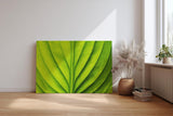 Sinus Art Wandbild 120x80cm Die symmetrische Blattstruktur bringt Ordnung, Frische und natürliche Ruhe in den Raum