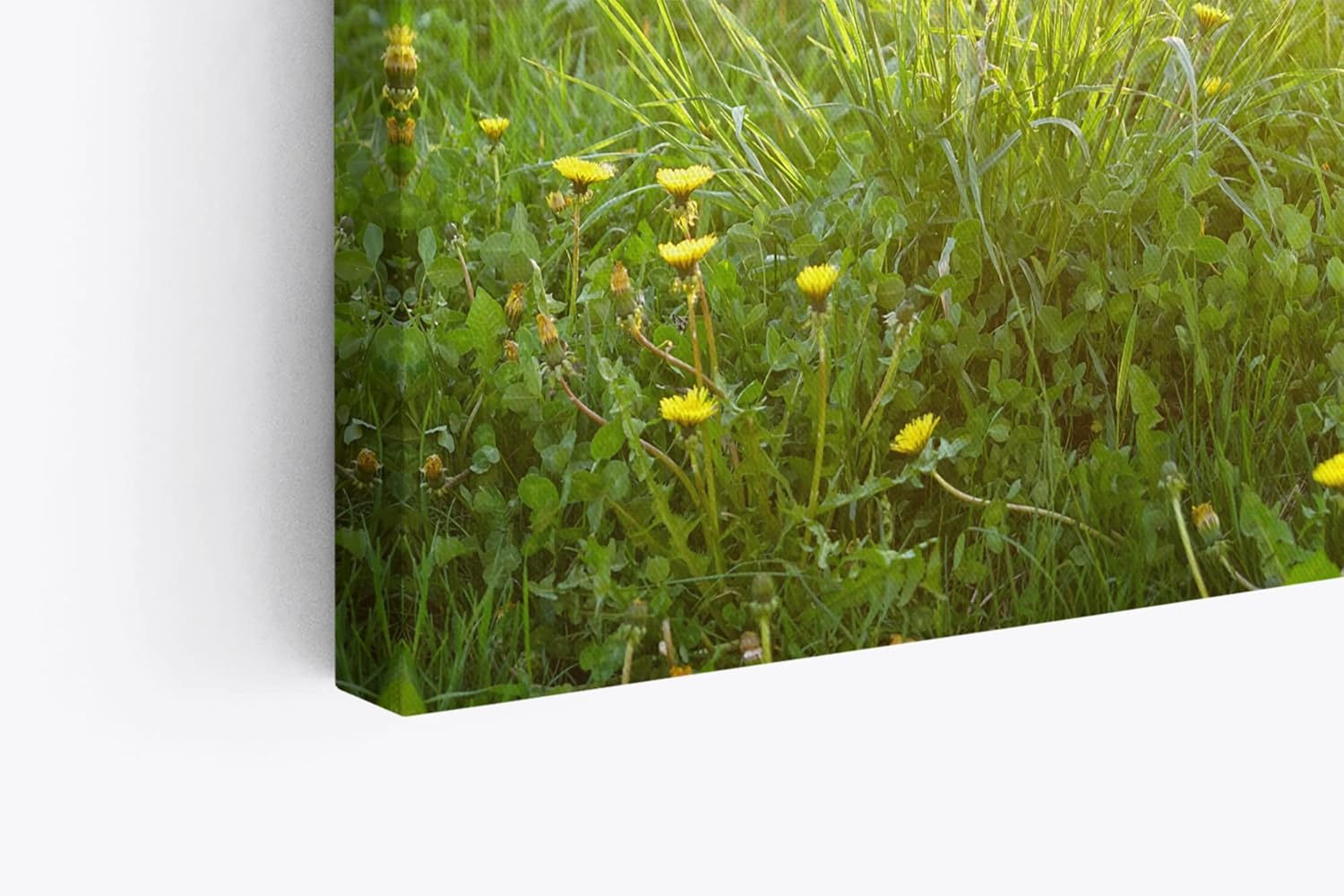 Paul Sinus Wandbild 120x80cm Sommerwiese Wiese Gras Sonnenschein Sommer