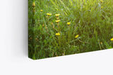 Paul Sinus Wandbild 120x80cm Sommerwiese Wiese Gras Sonnenschein Sommer