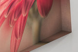 Sinus Art Wandbild 120x80cm Rosa Blüte im Vordergrund vor einfarbigem ruhigen Hintergrund – ästhetisch und dezent