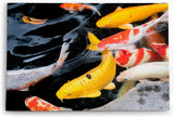 Paul Sinus Wandbild 120x80cm Koi Koiteich Zuchtkarpfen Farbenfroh Fische Teich