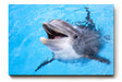 Sinus Art Wandbild 120x80cm Freundlicher Delfin in klarem Wasser – ein lebendiges und positives Motiv
