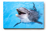 Sinus Art Wandbild 120x80cm Freundlicher Delfin in klarem Wasser – ein lebendiges und positives Motiv