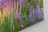 Sinus Art Wandbild 120x80cm Leuchtende Lupinen in Violett, Pink und Gelb vor einem dramatischen Abendhimmel