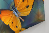 Sinus Art Wandbild 120x80cm Detaillierte Nahaufnahme eines orangefarbenen Schmetterlings mit harmonischer Komposition