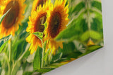 Sinus Art Wandbild 120x80cm Sonnenblumen in voller Blüte unter strahlender Sonne mit tiefer Perspektive