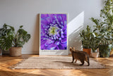 Paul Sinus Kunstdruck 40x60cm Purple Energy Blüte in Violett und Weiß Every Petal Charged with Color