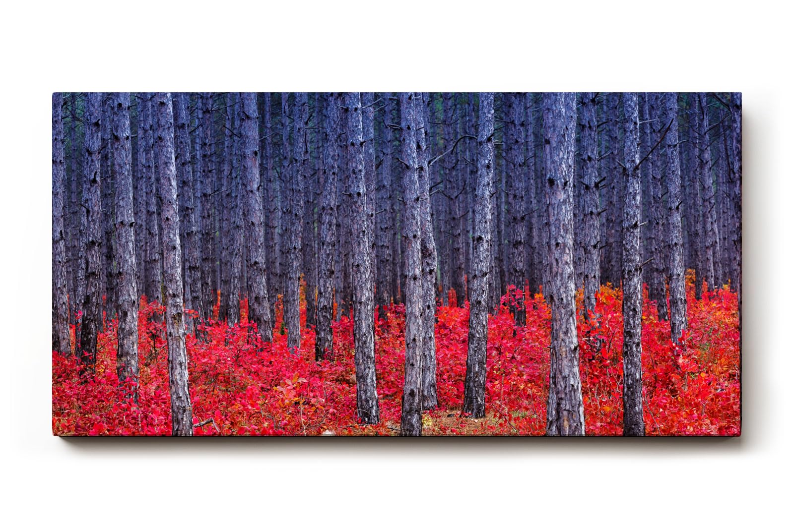Sinus Art Wandbild 120x80cm Kontrastreiches Bild mit blau-grauen Baumstämmen und leuchtend rotem Waldboden