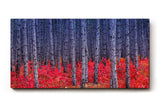 Sinus Art Wandbild 120x80cm Kontrastreiches Bild mit blau-grauen Baumstämmen und leuchtend rotem Waldboden