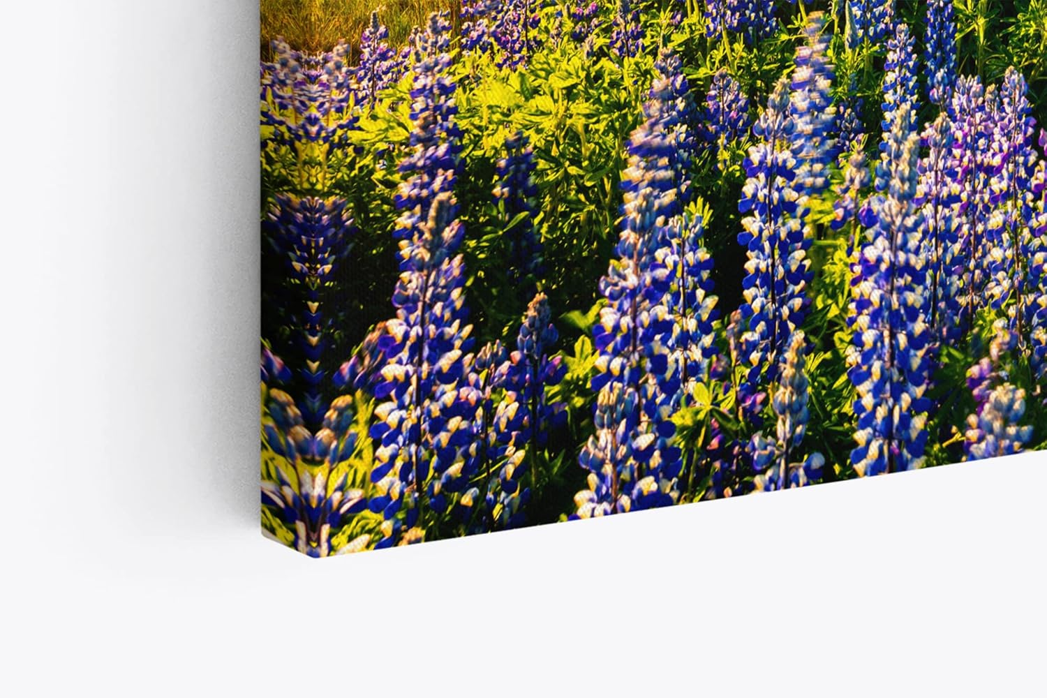 Paul Sinus Wandbild 120x80cm Stokksnes Inland Berge Landschaft Blumen See Natur