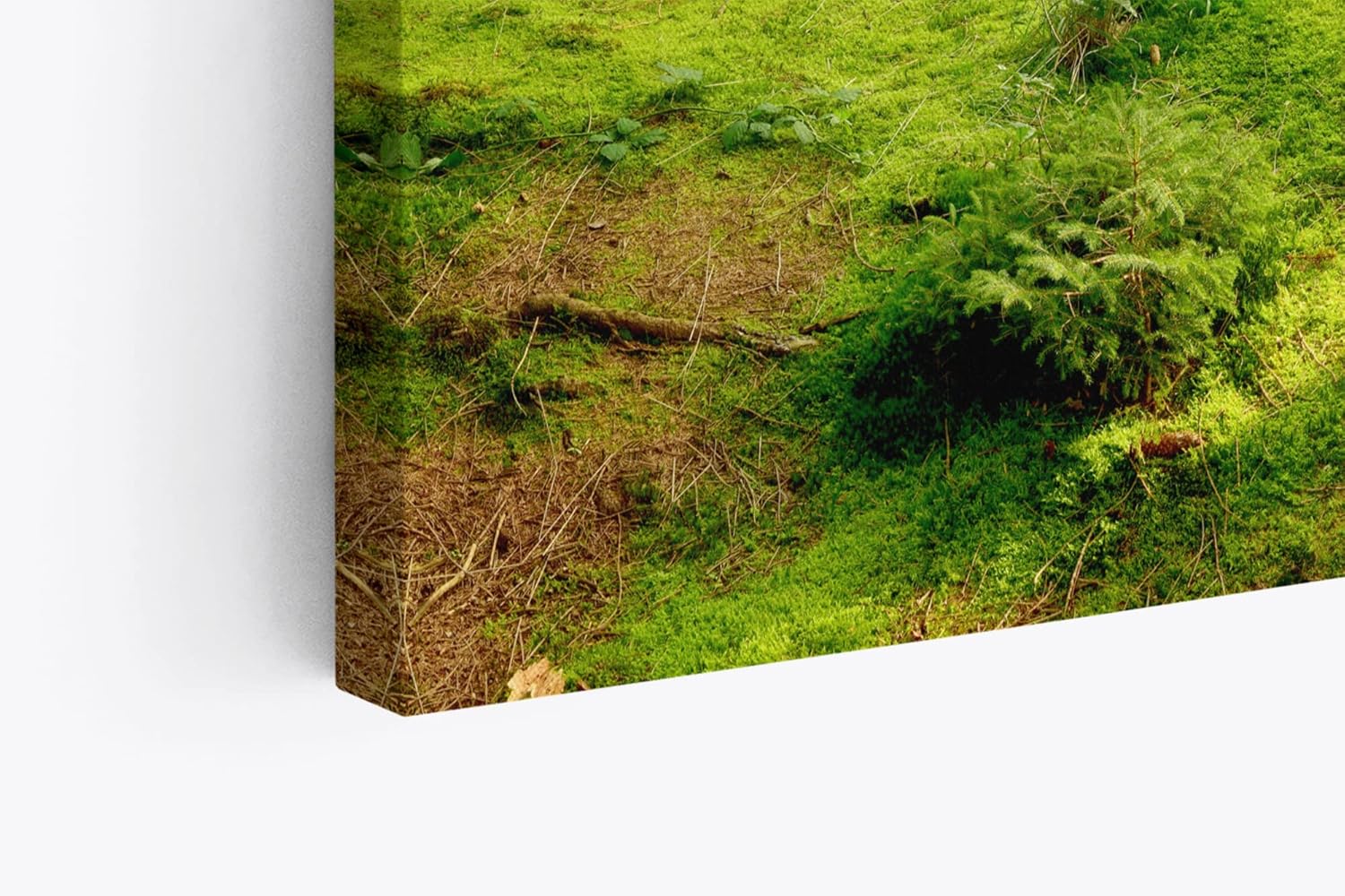 Paul Sinus Wandbild 120x80cm Fichtenwald Wald Grün Sonnenstrahlen Natur Bäume