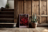 Paul Sinus Kunstdruck 40x60cm Red Succulent Makro Pflanze Dunkelrot Natur Sukkulente Struktur