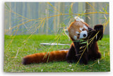 Paul Sinus Wandbild 120x80cm Kleiner roter Panda Tierfotografie Süß Flauschig