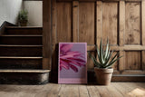 Paul Sinus Kunstdruck 40x60cm Pink Balance Makroaufnahme Blüte Blütenblätter Blume Rosa Detailfotografie
