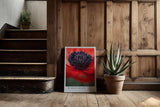 Paul Sinus Kunstdruck 40x60cm Scarlet Heart – Mohnblume in Makroaufnahme mit intensivem Rot und schwarzem Zentrum