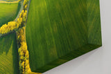 Sinus Art Wandbild 120x80cm Atemberaubende Luftaufnahme mit geometrisch verlaufenden Baumreihen auf sattem Grün