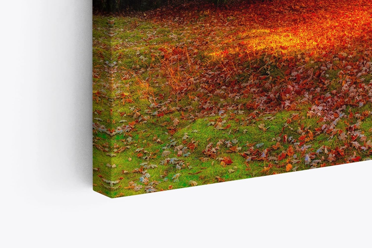 Paul Sinus Wandbild 120x80cm Großer Baum Feld Sonnenuntergang Herbst Laub