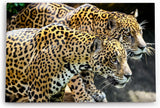 Paul Sinus Wandbild 120x80cm Jaguare Raubkatzen Tierfotografie Wild Fotokunst