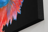 Sinus Art Wandbild 120x80cm Faszinierender Betta-Fisch mit dynamischer Flossenpracht in Rot und Blau auf dunklem Fond