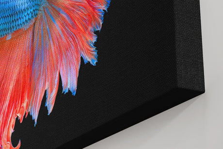 Sinus Art Wandbild 120x80cm Faszinierender Betta-Fisch mit dynamischer Flossenpracht in Rot und Blau auf dunklem Fond