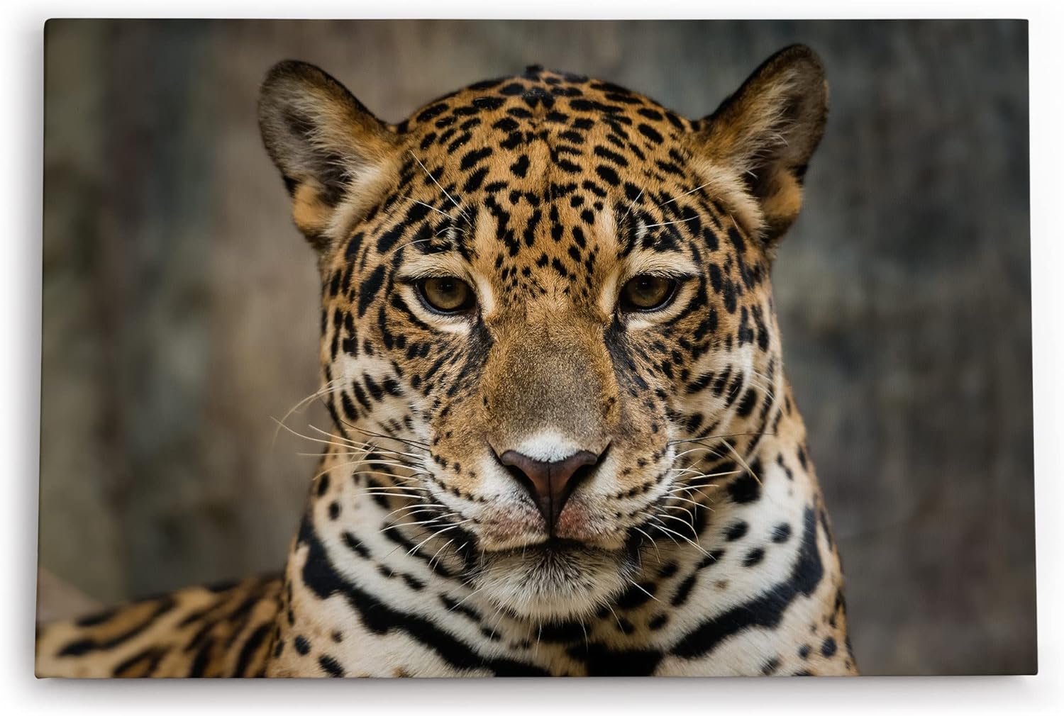 Paul Sinus Wandbild 120x80cm Jaguar Raubkatze Katze Tierfotografie Großkatze
