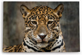 Paul Sinus Wandbild 120x80cm Jaguar Raubkatze Katze Tierfotografie Großkatze