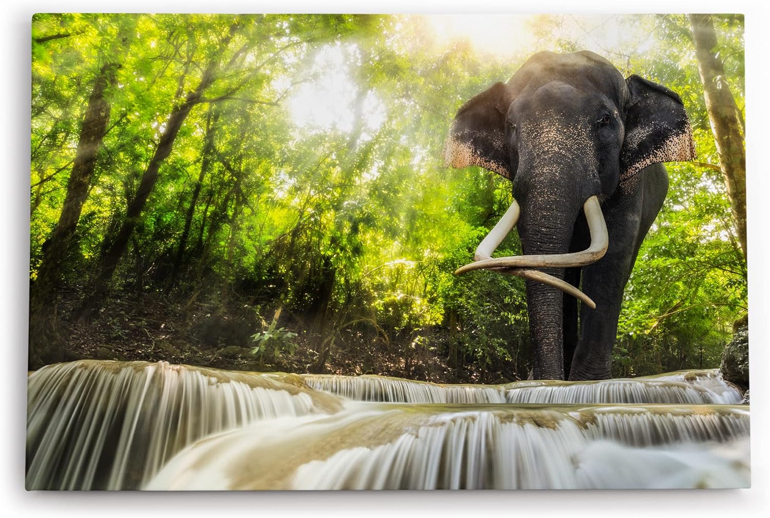 Paul Sinus Wandbild 120x80cm Asiatischer Elefant Thailand Dschungel Stoßzähne Grün