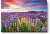Sinus Art Wandbild 120x80cm Leuchtende Lupinen in Violett, Pink und Gelb vor einem dramatischen Abendhimmel
