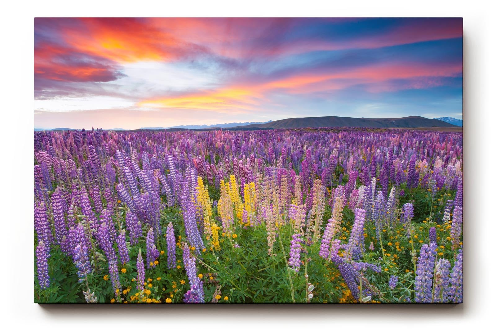 Sinus Art Wandbild 120x80cm Leuchtende Lupinen in Violett, Pink und Gelb vor einem dramatischen Abendhimmel