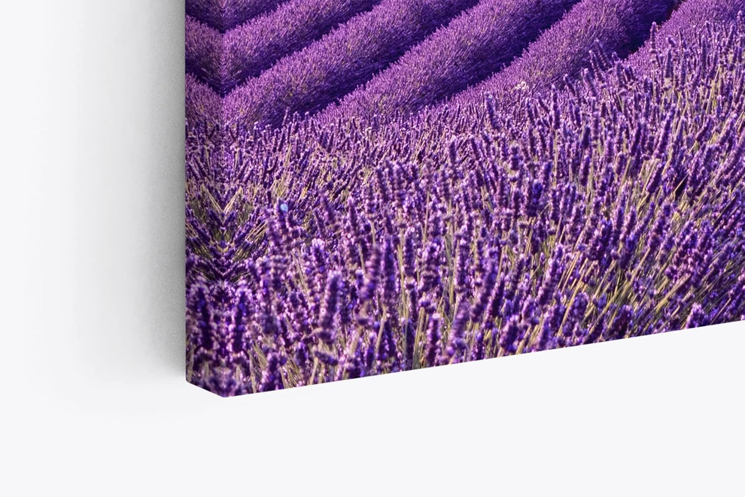 Paul Sinus Wandbild 120x80cm Lavendelfeld Lavendel Violett Landschaft Blumenfeld