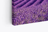 Paul Sinus Wandbild 120x80cm Lavendelfeld Lavendel Violett Landschaft Blumenfeld