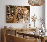 Paul Sinus Wandbild 120x80cm Kleiner Tiger Babytiger Tierfotografie Katze Katzenbaby