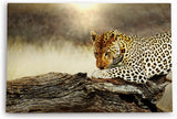 Paul Sinus Wandbild 120x80cm Leopard Wildnis Afrika Raubkatze Baum