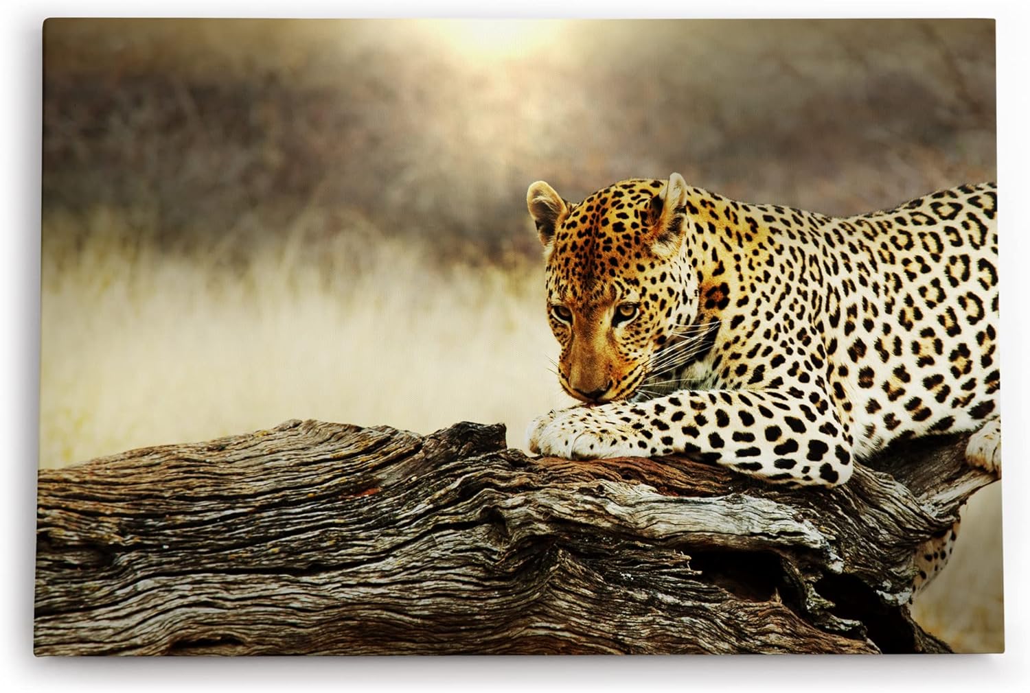 Paul Sinus Wandbild 120x80cm Leopard Wildnis Afrika Raubkatze Baum