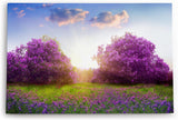 Paul Sinus Wandbild 120x80cm Baumblüte Frühling Violett Sonnenuntergang Wiese Blumen