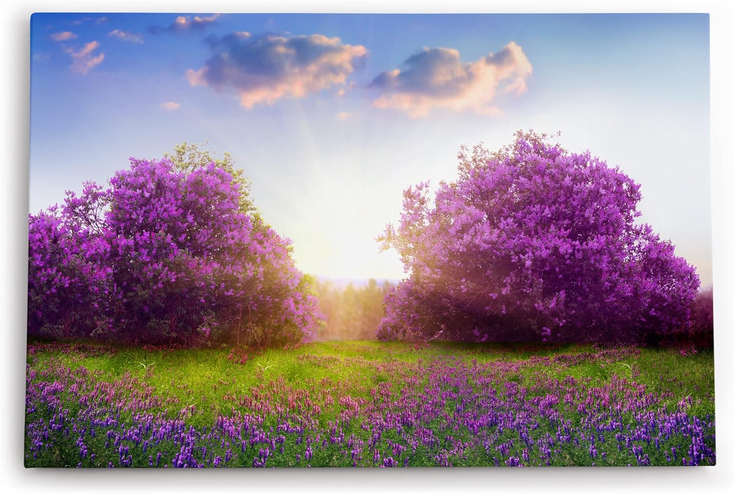 Paul Sinus Wandbild 120x80cm Baumblüte Frühling Violett Sonnenuntergang Wiese Blumen