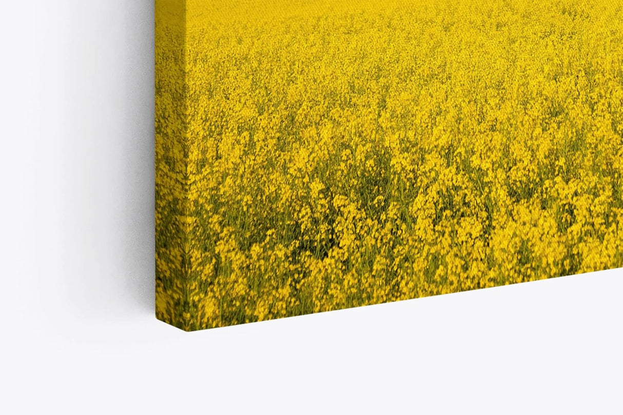 Paul Sinus Wandbild 120x80cm Rapsfeld Raps Landschaft Gelb Himmel Sommer