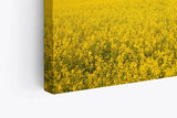 Paul Sinus Wandbild 120x80cm Rapsfeld Raps Landschaft Gelb Himmel Sommer