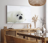 Paul Sinus Wandbild 120x80cm Weiße Robbe Robbenbaby Schnee Tierfotografie