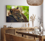 Paul Sinus Wandbild 120x80cm Jaguar Raubkatze Katze Tierfotografie Dschungel