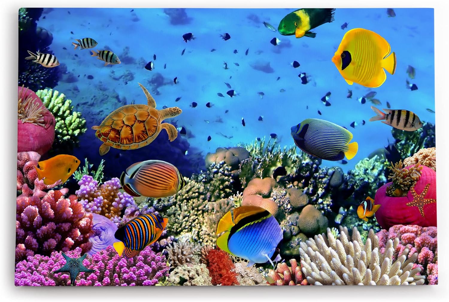 Paul Sinus Wandbild 120x80cm Unterwasserwelt Korallen Fische Meer Farbenfroh