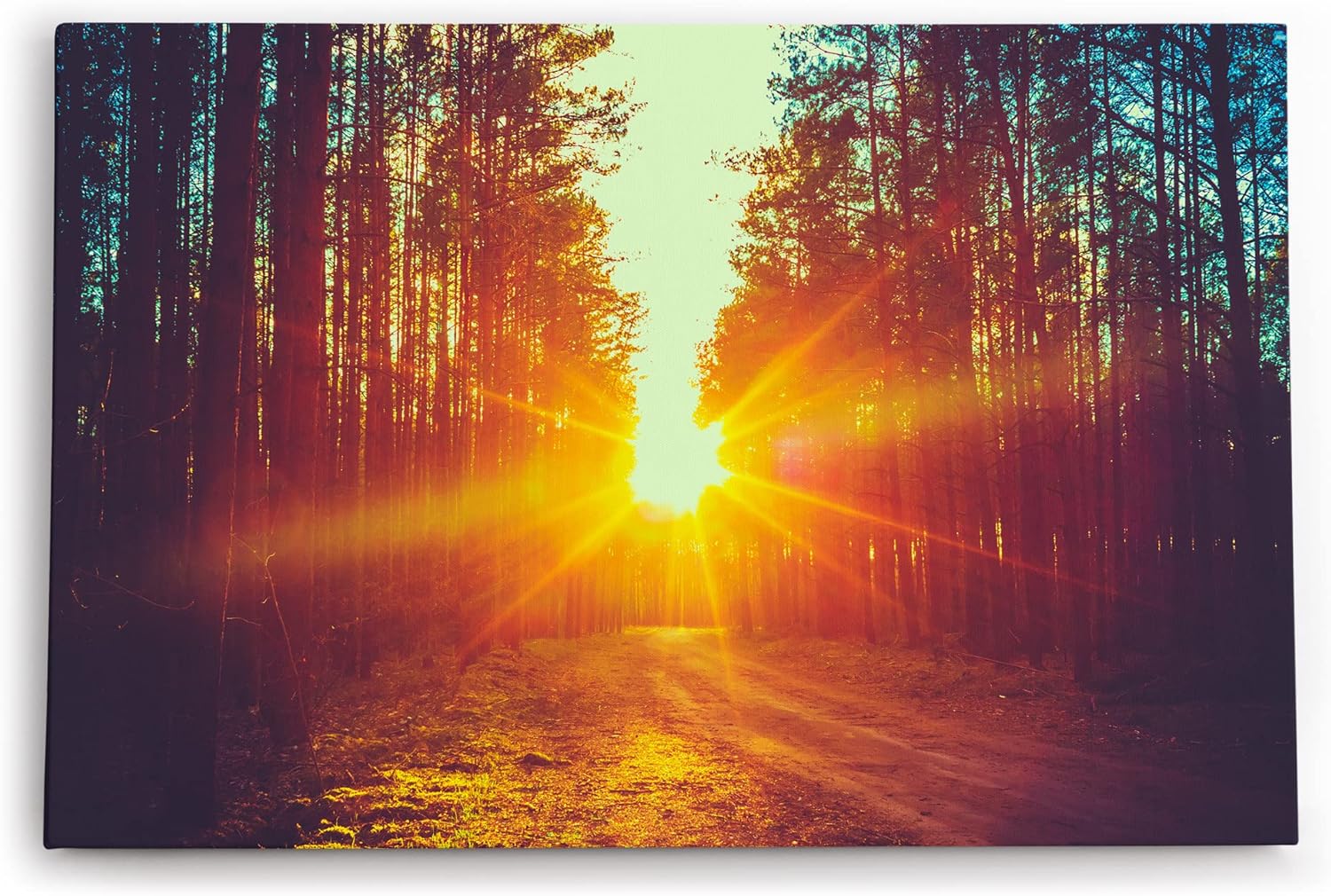 Paul Sinus Wandbild 120x80cm Sonnenuntergang Sonnenstrahl Wald Bäume Natur