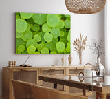 Paul Sinus Wandbild 120x80cm Lotosblätter Grün Lotus Dekorativ Pflanze Seepflanze