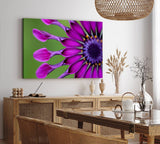 Paul Sinus Wandbild 120x80cm Blume Blüte Violett Kapkörbchen Sommer Nahaufnahme