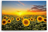 Paul Sinus Wandbild 120x80cm Sonnenblumen Blumenfeld Sonnenblumenfeld Sonne Gelb