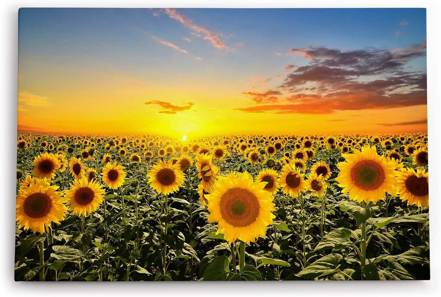 Paul Sinus Wandbild 120x80cm Sonnenblumen Blumenfeld Sonnenblumenfeld Sonne Gelb